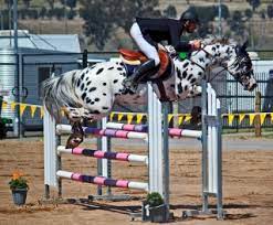 Appaloosa / Sportaloosa Stallions at Stud